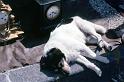 1980-05_113r