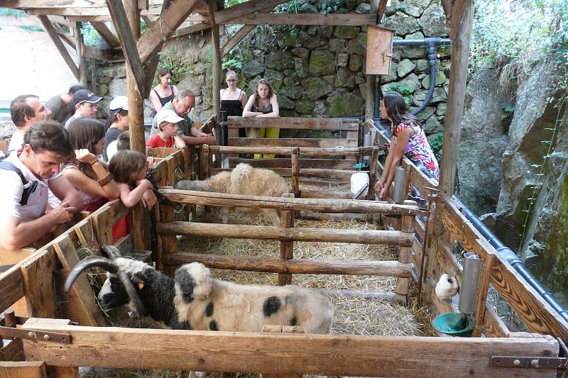 2008-07-29_17h30m33.jpg - Visite pédagogique à « Ardelaine »