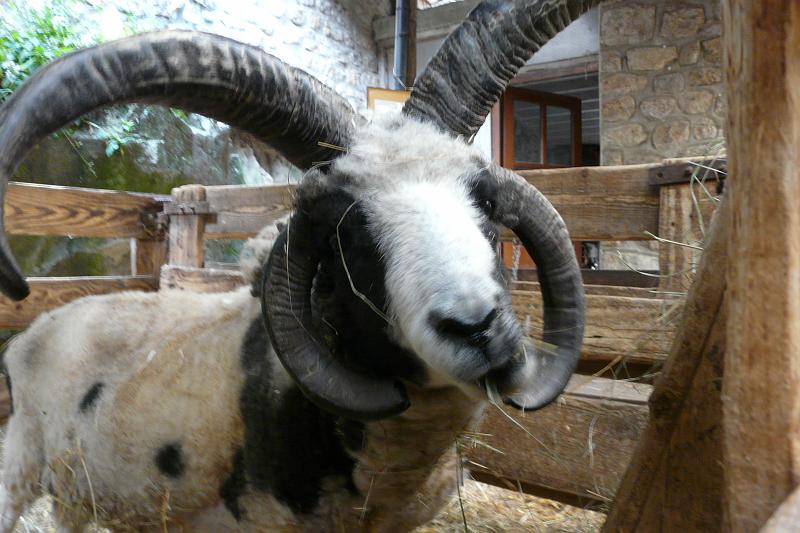 2008-07-29_17h45m56.jpg - Un bélier à quatre cornes !