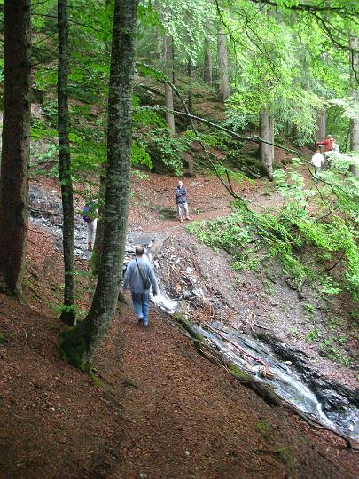 2008-07-13_15h26m48.jpg - Randonnée en forêt