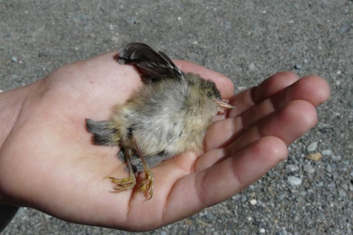 2008-07-14_14h53m48.jpg - Un petit oiseau mort !