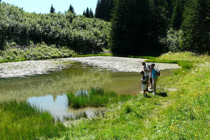 2008-07-15_15h34m01.jpg - La mare aux têtards