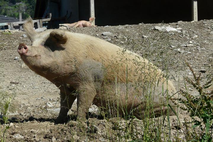 2008-07-15_16h41m55.jpg - Un indigène
